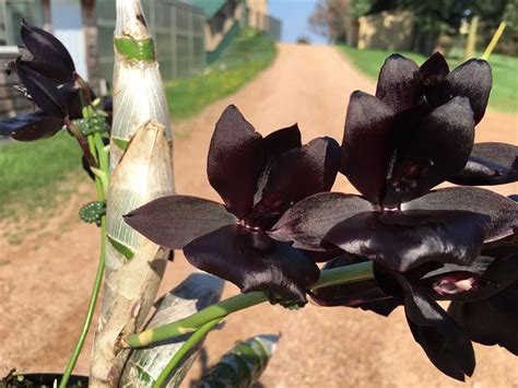 Uncovering the secrets of Monnierara millennou magic orchid genetics